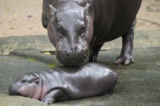 Moo Deng, the baby pygmy hippo from Thailand, now has a theme song available in four different languages.