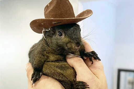 Euthanasia follows seizure of beloved orphaned squirrel, once a social media sensation.