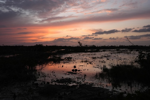 The future of Florida’s famed Key deer is at risk due to rising sea levels.