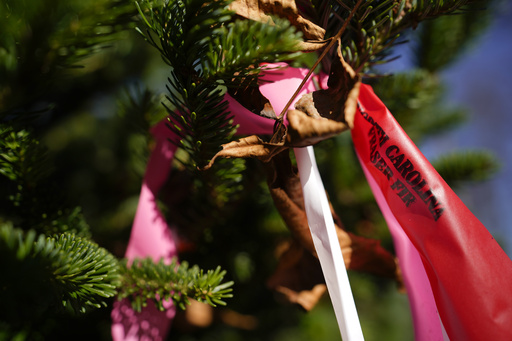 The White House Christmas tree represents hope for North Carolina farms affected by hurricanes.