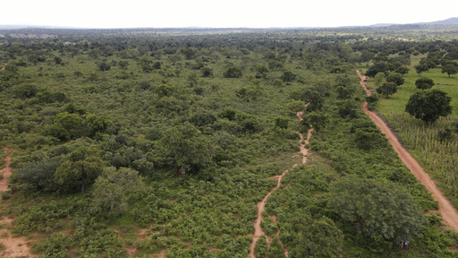 In Mali, activists are planting trees, but locals are removing them for firewood, citing necessity.