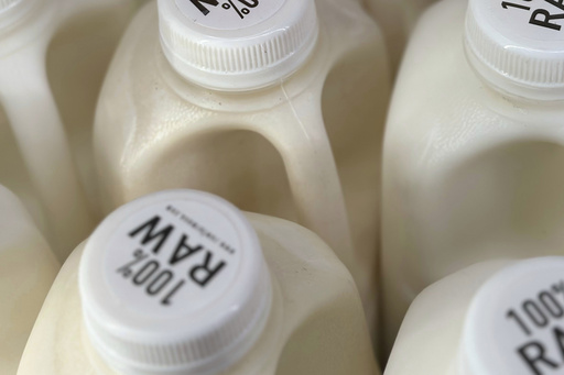 Raw milk tests positive for bird flu virus: Understanding the associated risks.