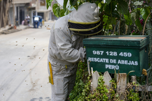 Passionate Bee ‘Saver’ in Lima Offers His Services Without Charge