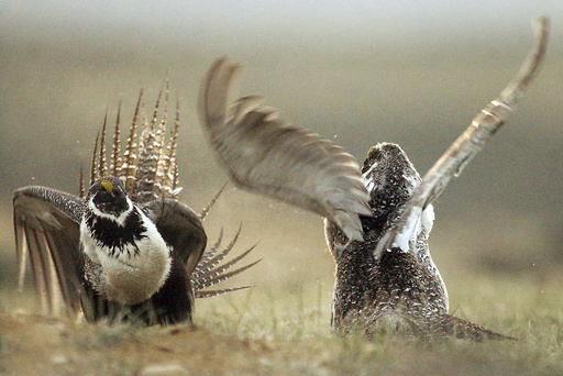 US Implements Stricter Regulations on Energy Projects to Safeguard Endangered Sage Grouse