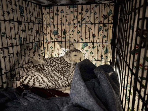 Minnesota woman saves snowy owl from car front after rescuing another bird earlier in the day.