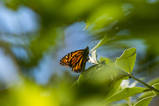 Monarch butterflies set to receive threatened species status in the U.S.