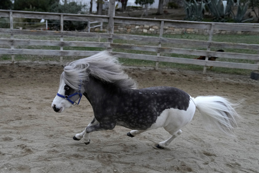 Greece’s sole miniature therapy horses provide happiness to many, yet their organization faces challenges.