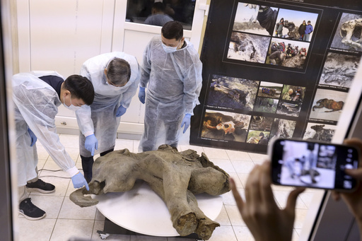 50,000-Year-Old Baby Mammoth Revealed in Siberia, Russia