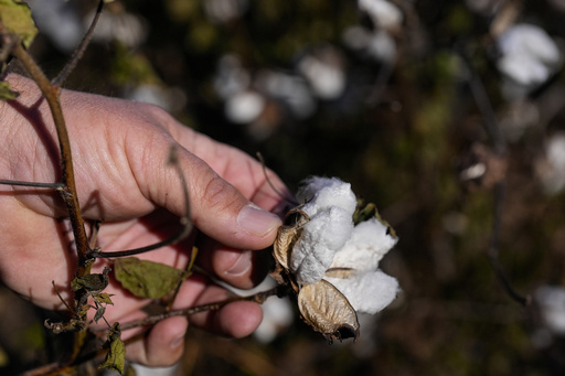 Months after Hurricane Helene devastated crops in the South, farmers continue to struggle.