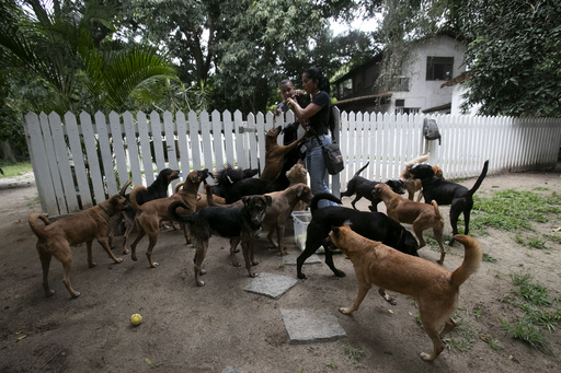 Move over soccer and samba: This caramel-hued stray dog has become Brazil’s latest national symbol.