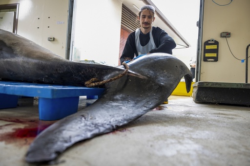 Researchers convene to unravel mysteries of the globe’s most elusive whale in remarkable New Zealand investigation.