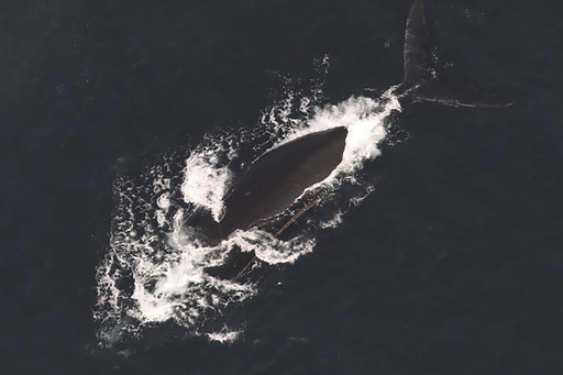 Third endangered whale entangled in a week identified off the East Coast