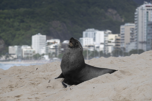 Not exactly the ‘Girl from Ipanema’: Uncommon sighting of a fur seal at Rio’s iconic beach grabs attention