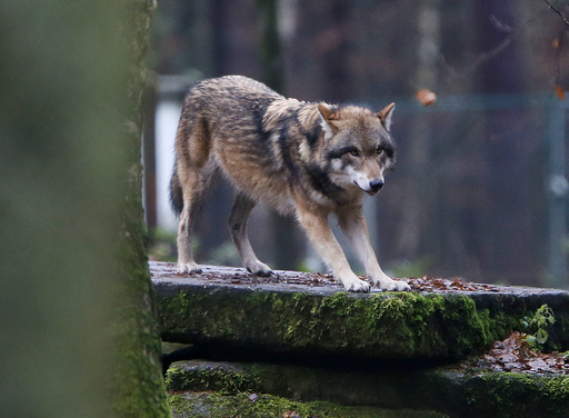 EU decides to reduce wolves’ protection status following farmers’ advocacy for culling permissions