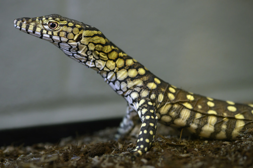 LA Zoo successfully breeds its inaugural perentie lizards, a species among the largest in the world.