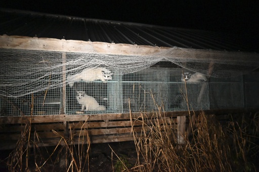 Activists unveil photos of foxes in Finnish fur farms to advocate for an EU ban on the industry