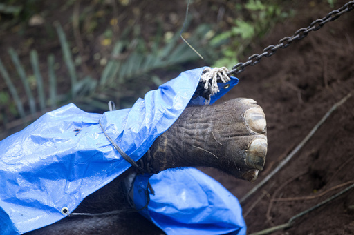 Elephant at Indonesian zoo tragically drowns after being carried off by river currents