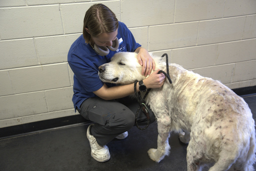 Minnesota officials found 250 animals in distress at alleged rescue site; just 70 remain weeks later.