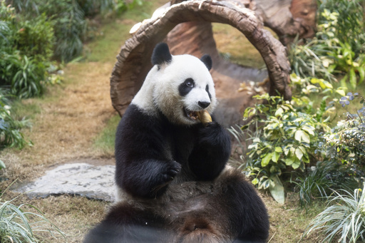 Hong Kong introduces panda statue tour in hopes of enhancing tourism with bear enthusiasm