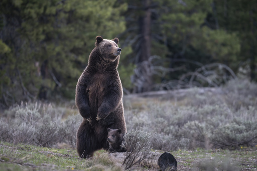 Fresh strategy for Rocky Mountain grizzlies proposed before potential second Trump term