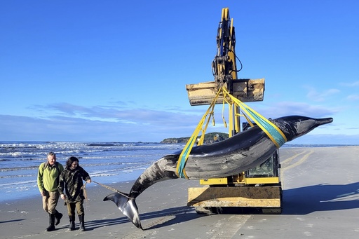 Scientists in New Zealand believe that a specimen of the rarest whale species may have perished due to head trauma.