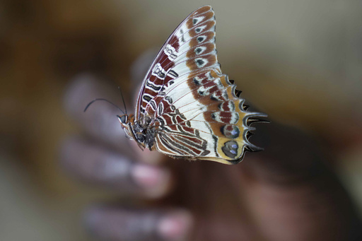 An African butterfly enthusiast with over 4.2 million specimens aims to preserve them for future generations.