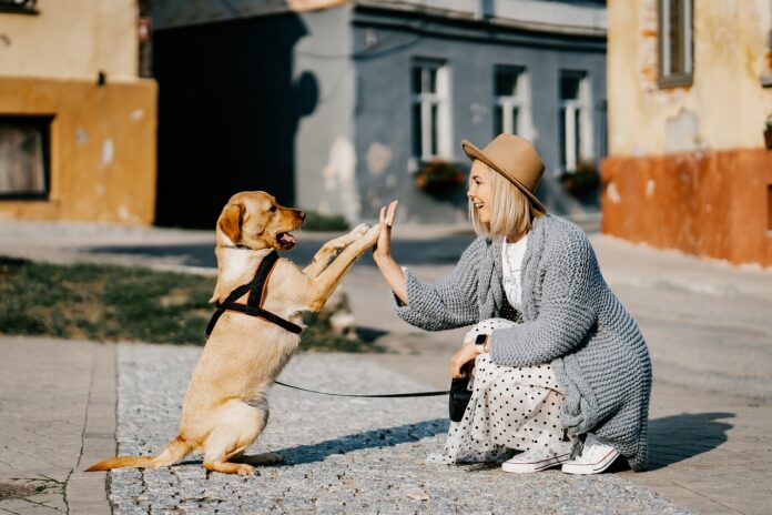 AI will finally let you talk to your Dog - AI is decoding animal communication