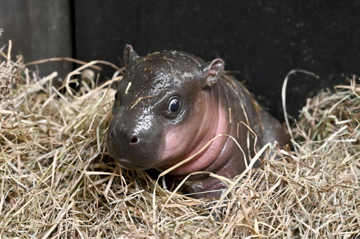 Virginia zoo celebrates the arrival of a baby pygmy hippopotamus as 2023 closes.