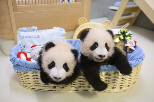 Pandas An An and Ke Ke joyfully mark their inaugural Christmas in Hong Kong