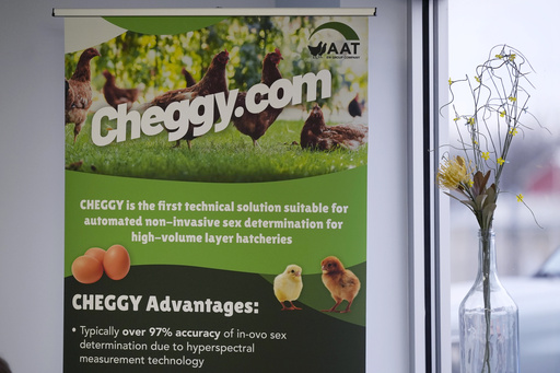 New technology presents a solution as the US egg sector culls 350 million chicks annually.