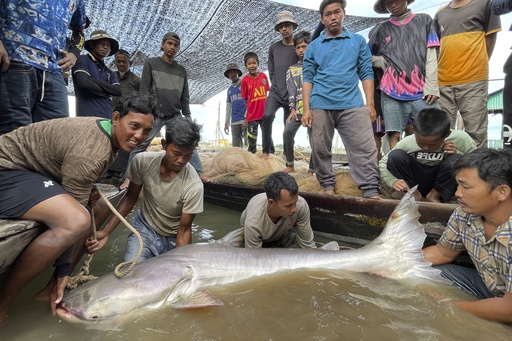 Rare Mekong catfish sighted in Cambodia, boosting conservation optimism