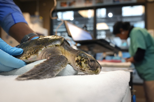 Climate change creates deadly hazards for threatened sea turtles in New England’s bountiful waters.