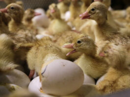 FILE - Day-old duck hatchlings crawl around inside an incubator at Crescent Duck Farm, in Aquebogue, N.Y., Oct. 29, 2014. (AP Photo/Julie Jacobson, File)