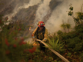 A firefighter sets up a hose while fighting the Palisades Fire in Mandeville Canyon, Saturday, Jan. 11, 2025, in Los Angeles. (AP Photo/Eric Thayer)