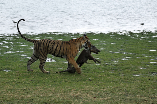 Research reveals India has increased its tiger population twofold over ten years, attributing success to conservation initiatives.