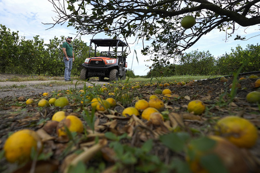 Prominent Florida citrus producer to cease operations following years of hurricanes and tree ailments