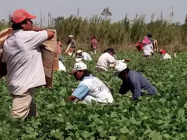 Latin American migrant farmworkers (Photo: WUSF/Guerrero/Miami Herald