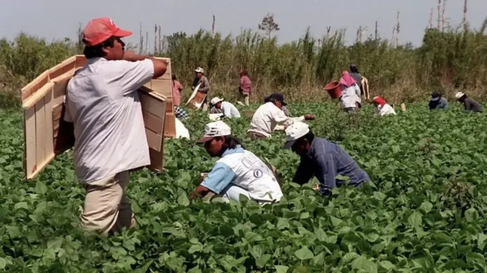 Latin American migrant farmworkers (Photo: WUSF/Guerrero/Miami Herald