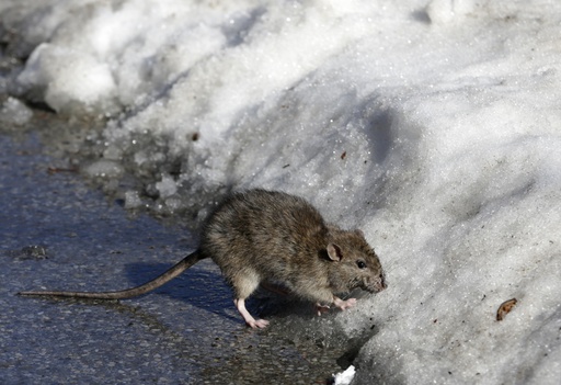 Chilly weather in New York City drives rats into hiding and intensifies pest control efforts.