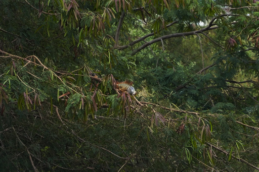 Taiwan intends to eliminate as many as 120,000 green iguanas because of their harmful effects on farming.