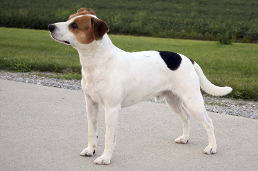 Introducing the Danish-Swedish Farmdog, the latest addition to the American Kennel Club’s breed roster