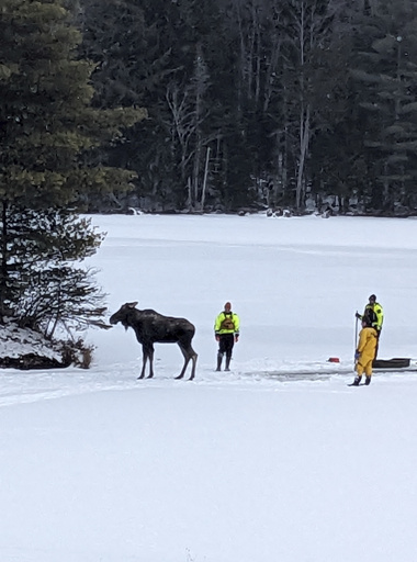 Rescue teams in New York successfully freed a moose stranded on lake ice. Discover their approach.