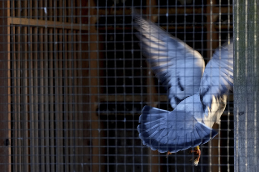 Pigeon racing, a cherished hobby, experiences rising concerns amid a wave of criminal activity.