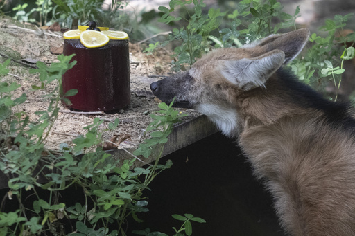 Zoo animals in Rio enjoy frozen treats to beat the sweltering summer heat in Brazil