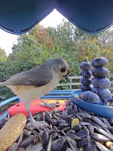 High-tech bird feeders rise in popularity and fuel enthusiasm for bird-watching