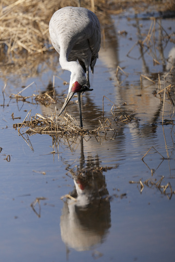 Alabama sanctuary attracts birdwatchers and numerous migrating sandhill cranes.