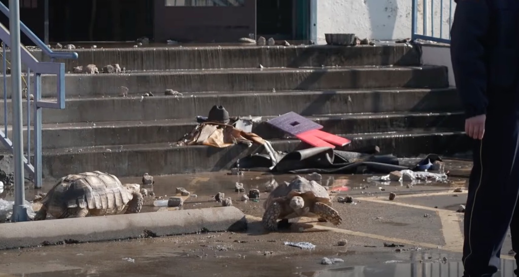 More than 500 Animals killed in Fire at Dallas Shopping Center (Photo: YouTube)