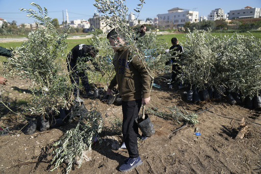 Palestinians establish a new olive grove in the West Bank in honor of Jimmy Carter.