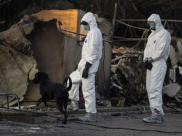 A search dog searches at a home destroyed by the Eaton Fire in Altadena, Calif., Saturday, Jan. 11, 2025. (Stephen Lam/San Francisco Chronicle via AP)