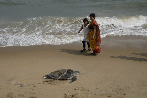 Officials intensify initiatives to safeguard sea turtles amid rising fatalities along India’s coastlines